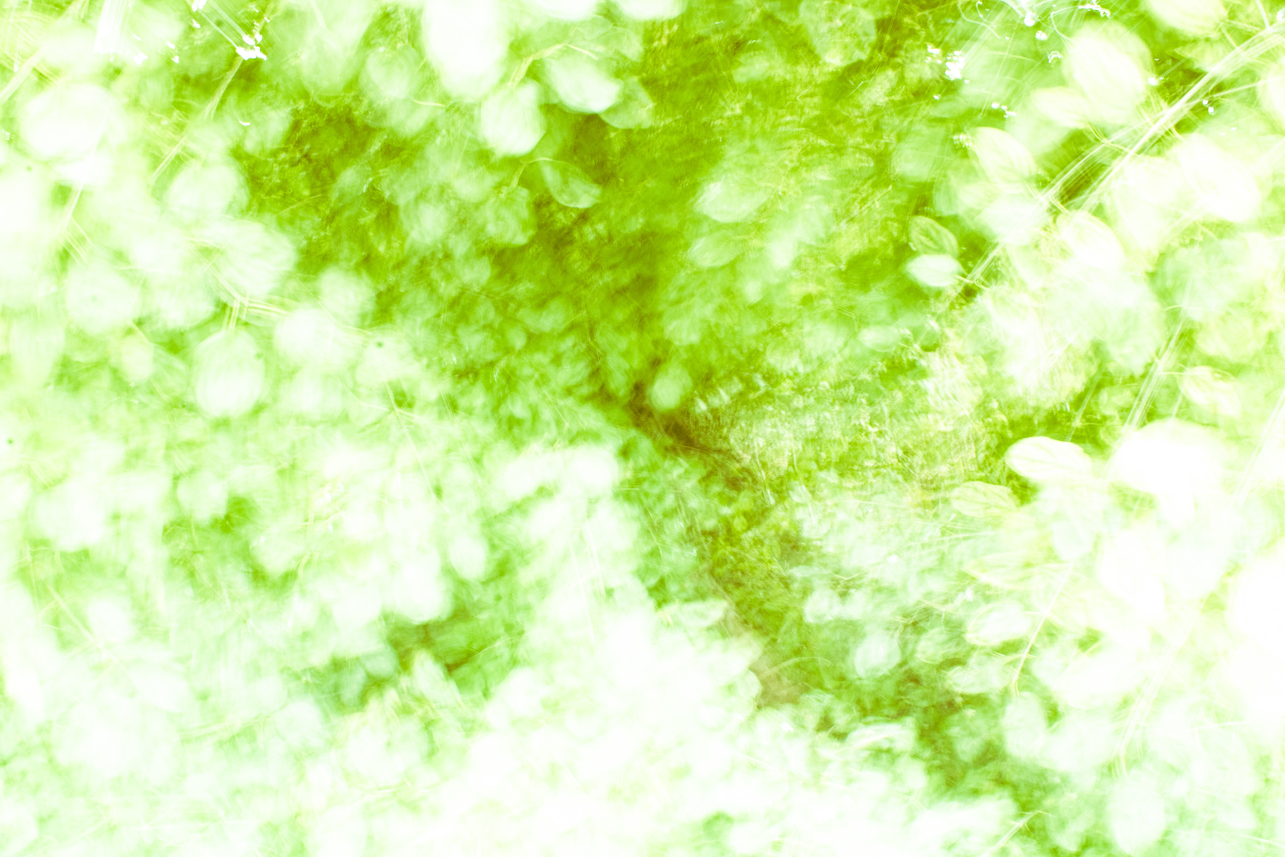 Radial Blurry Leafs